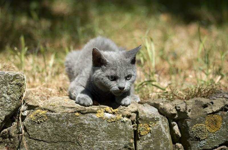 BRITISH SHORTHAIR C033.jpg